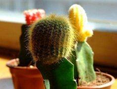 室內(nèi)擺放植物越多越好？